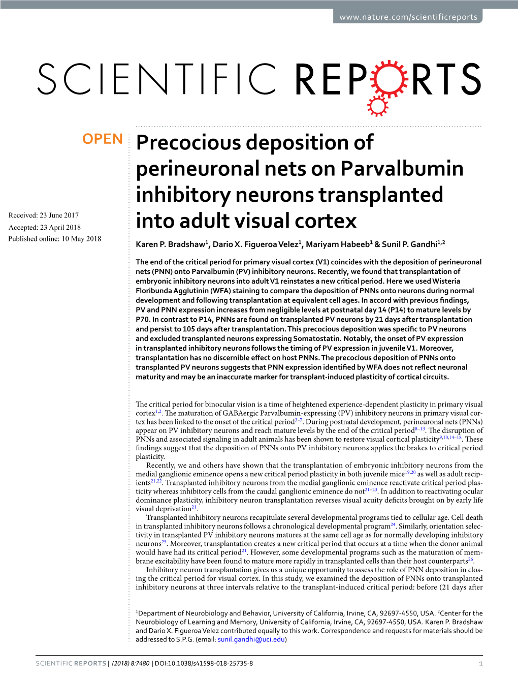 Precocious Deposition of Perineuronal Nets on Parvalbumin Inhibitory Neurons Transplanted Into Adult Visual Cortex