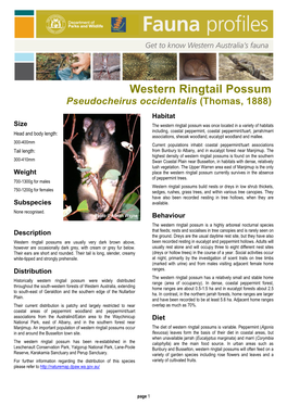 Western Ringtail Possum