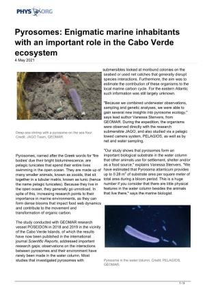 Pyrosomes: Enigmatic Marine Inhabitants with an Important Role in the Cabo Verde Ecosystem 4 May 2021