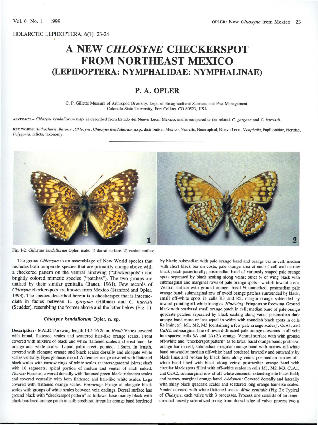 A New Chlosyne Checkerspot from Northeast Mexico (Lepidoptera: Nymphalidae: Nymphalinae)
