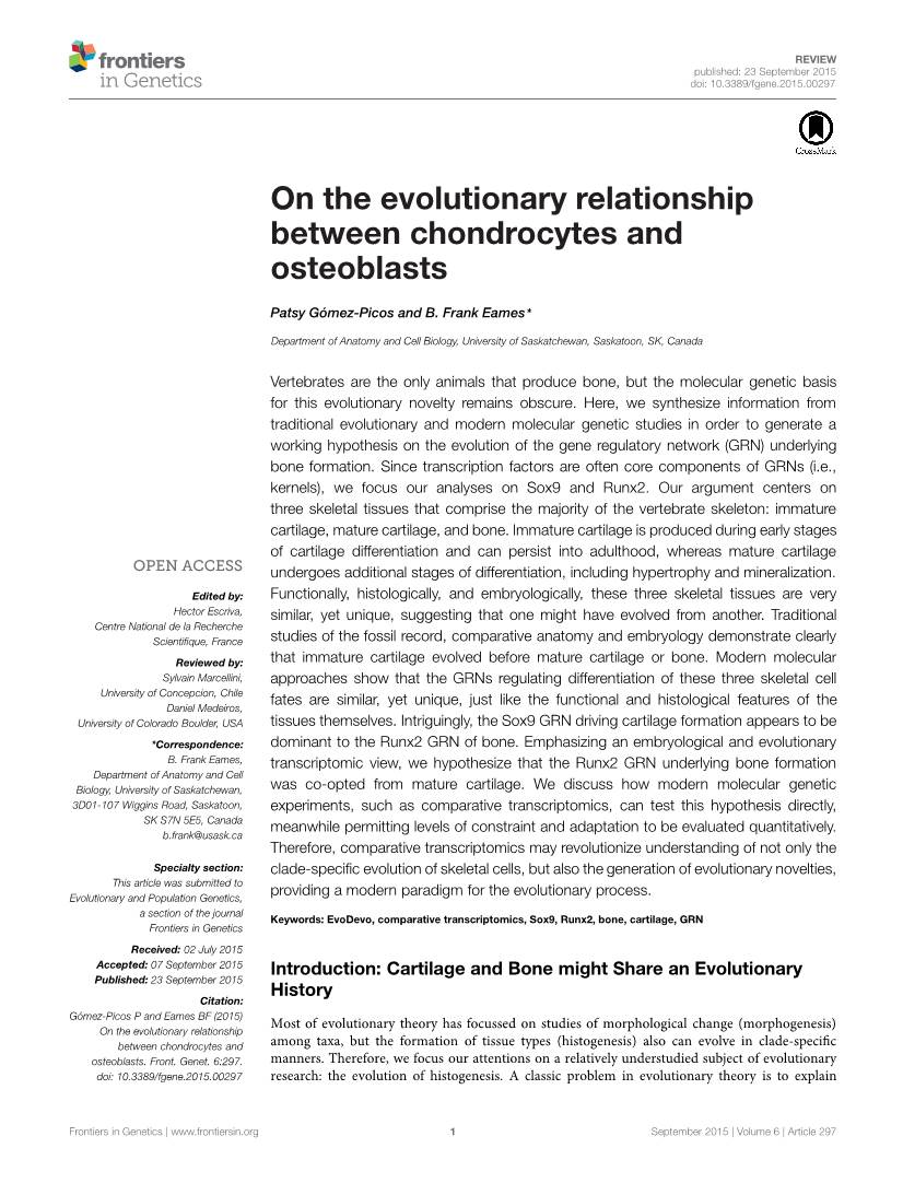 On the Evolutionary Relationship Between Chondrocytes and Osteoblasts
