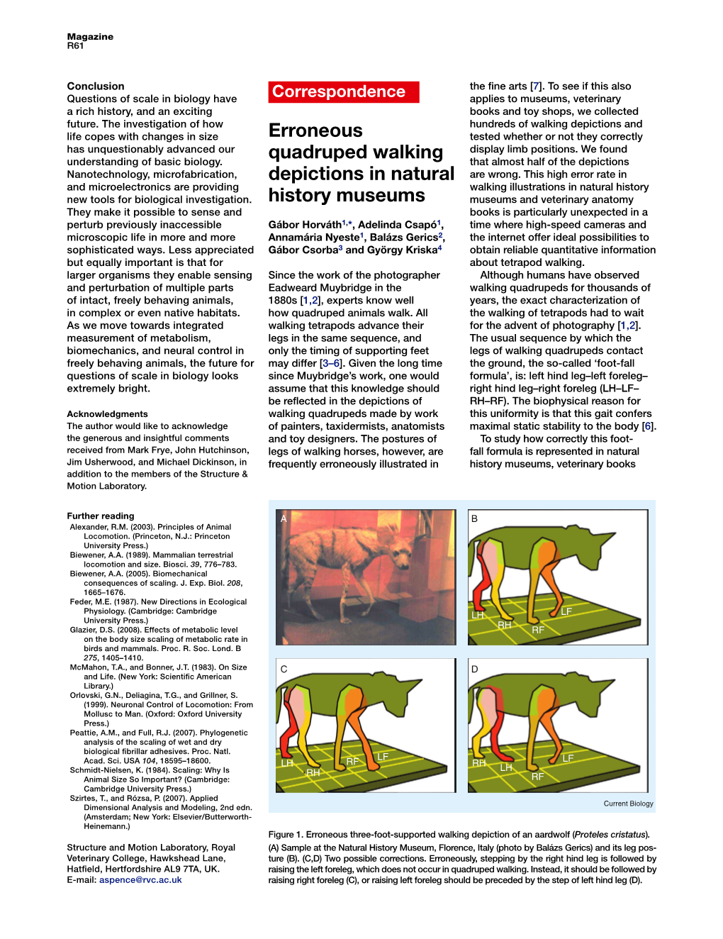 Erroneous Quadruped Walking Depictions in Natural History Museums