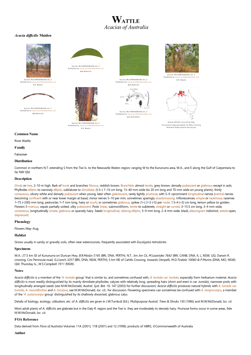 Acacia Difficilis Maiden