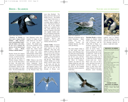 Birds - Seabirds Nature and Environment