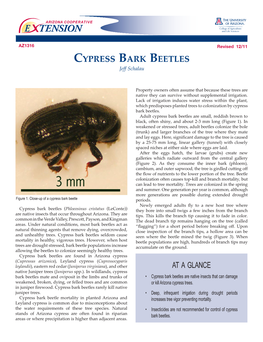 Cypress Bark Beetles Jeff Schalau