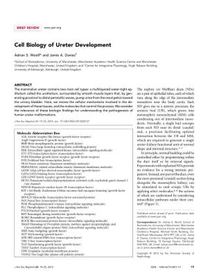 Cell Biology of Ureter Development