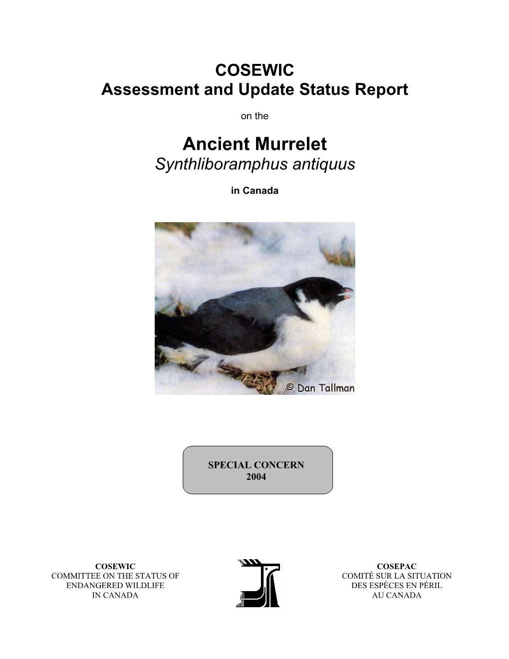 Ancient Murrelet Synthliboramphus Antiquus