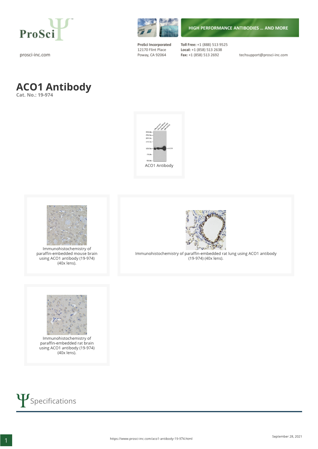 ACO1 Antibody Cat