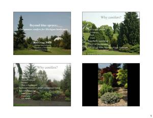 Beyond Blue Spruce: Uncommon Conifers for Michigan Landscapes • Year-Round Interest – Evergreen –Bark –Cones • Botanically Interesting Bert Cregg, Ph.D