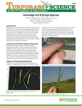 Nutsedge and Kyllinga Species W
