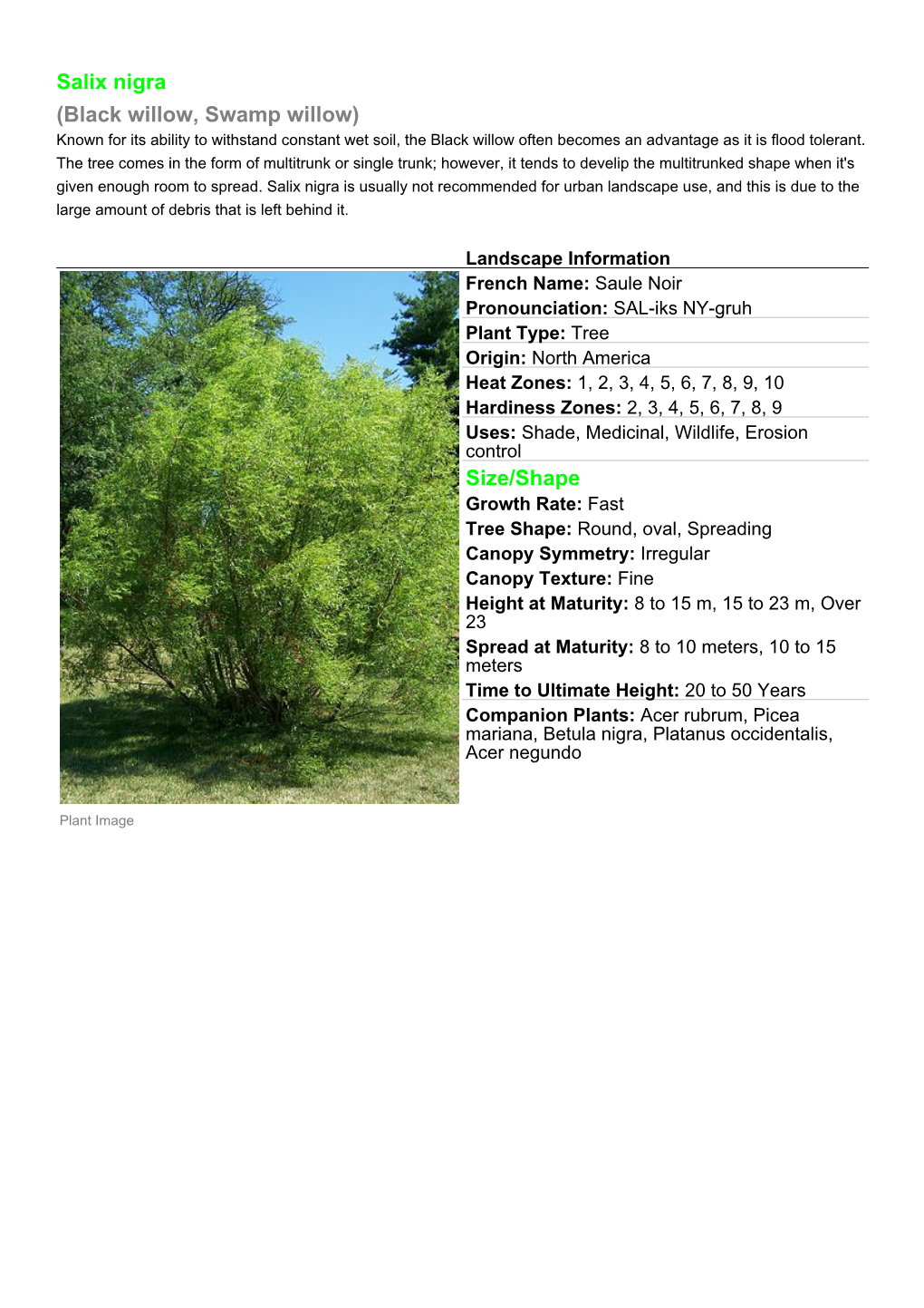 Salix Nigra (Black Willow, Swamp Willow) Size/Shape