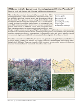 Quercus Turbinella - Quercus Rugosa - Quercus Hypoleucoides] Shrubland Association (P) [Sonoran Scrub Oak - Netleaf Oak - Silverleaf Oak] Shrubland Association