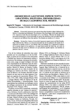 Eremochelis Lagunensis, Especie Nueva (Arachnida, Solpugida, Eremobatidae ) De Baja California Sur, Mexico