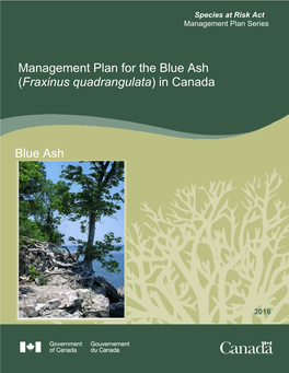 Blue Ash (Fraxinus Quadrangulata) in Canada