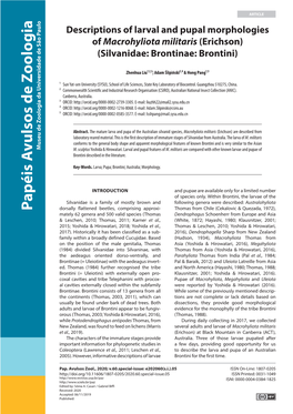 Descriptions of Larval and Pupal Morphologies of Macrohyliota Militaris (Erichson) (Silvanidae: Brontinae: Brontini)