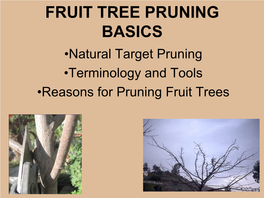 Fruit Tree Pruning Basics Presentation