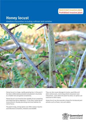 Honey Locust Gleditsia Triacanthos Including Cultivars and Varieties