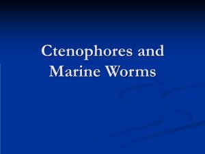 Ctenophores and Marine Worms
