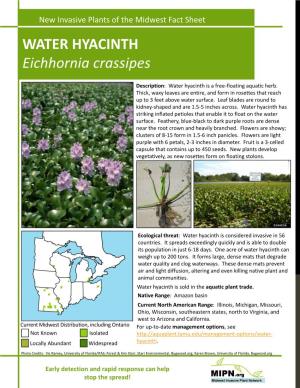 WATER HYACINTH Eichhornia Crassipes