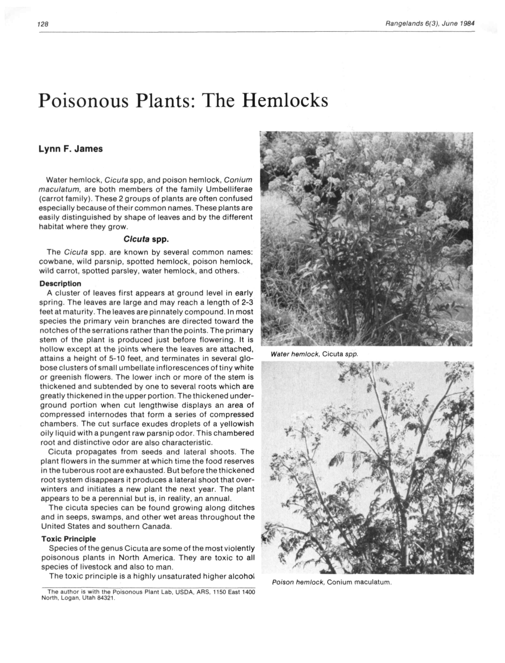 Poisonous Plants: the Hemlocks