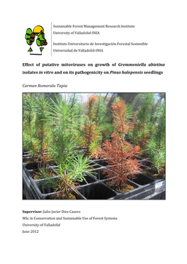 Effect of Putative Mitoviruses on Growth of Gremmeniella Abietina Isolates in Vitro and on Its Pathogenicity on Pinus Halepensis Seedlings