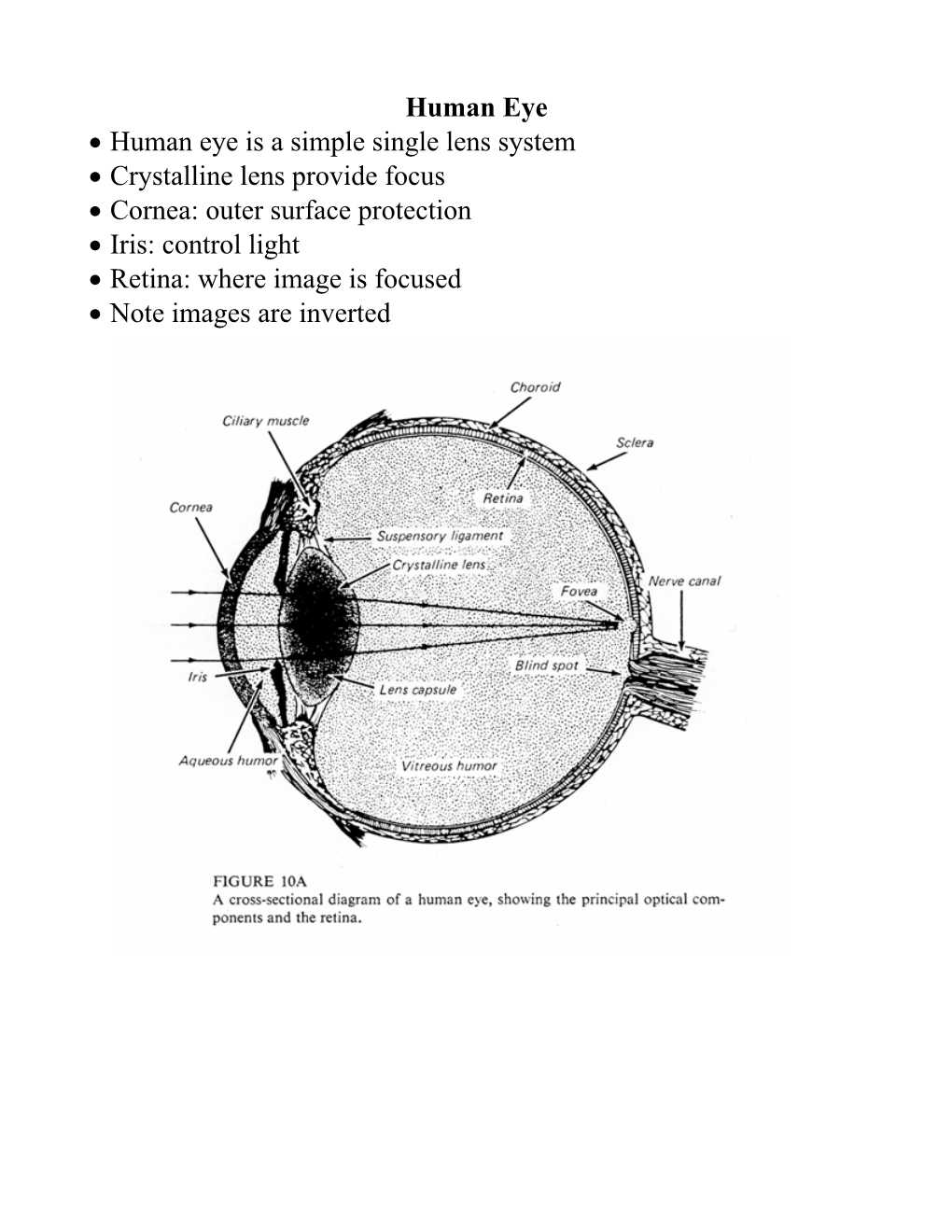 Human Eye • Human Eye Is a Simple Single Lens System • Crystalline Lens