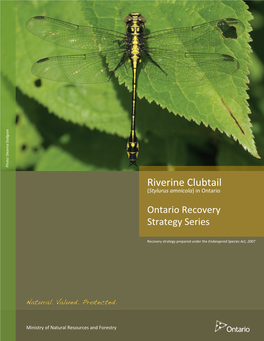 Recovery Strategy for the Riverine Clubtail (Stylurus Amnicola) in Ontario