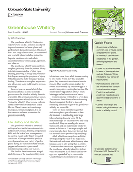 Greenhouse Whitefly Fact Sheet No