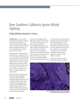Fall12 Rare Southern California Sperm Whale Sighting