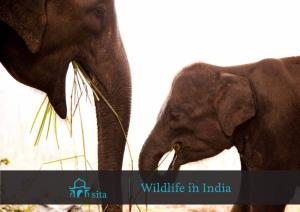 Wildlife in India