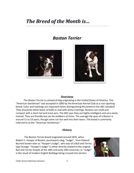 The Breed of the Month Is… Boston Terrier