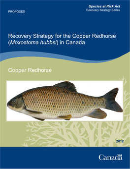 Recovery Strategy for the Copper Redhorse (Moxostoma Hubbsi) in Canada
