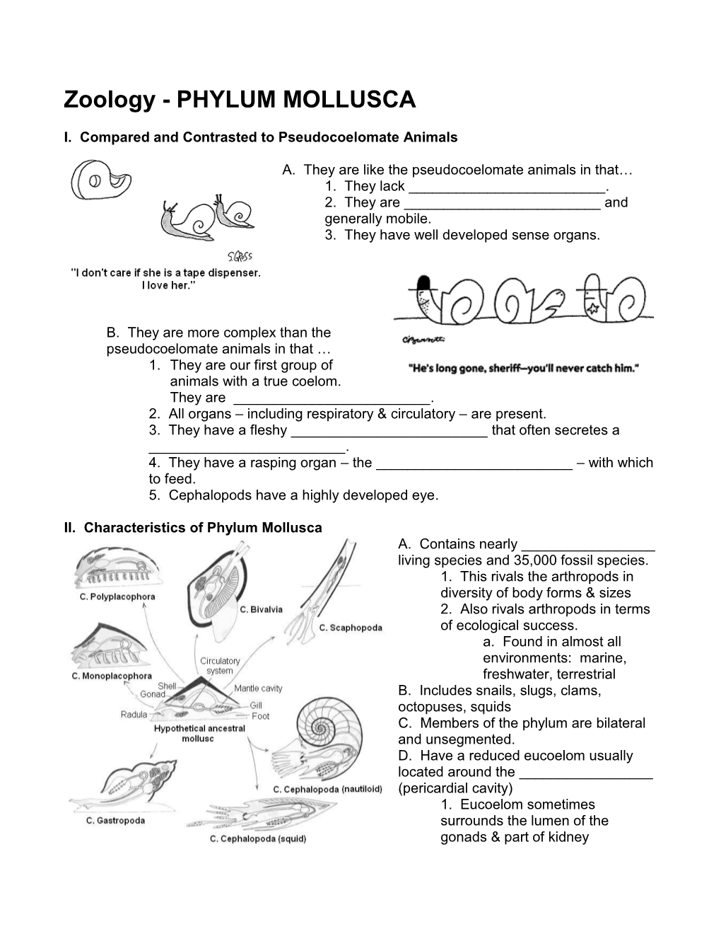 Zoology - PHYLUM MOLLUSCA