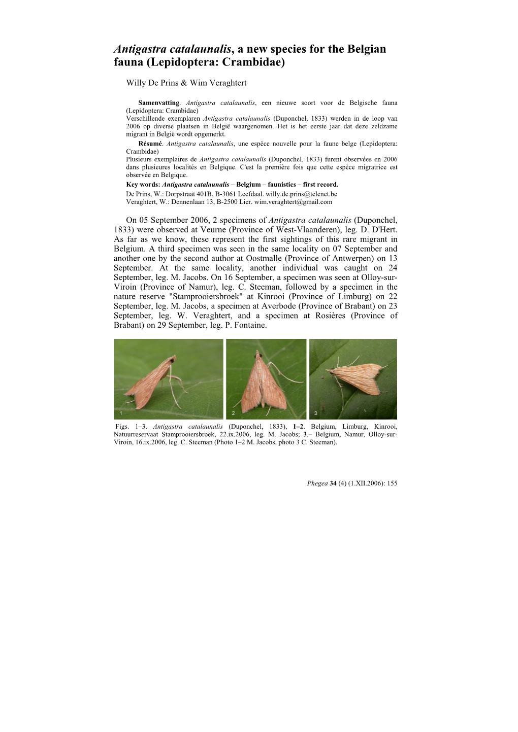 Antigastra Catalaunalis, a New Species for the Belgian Fauna (Lepidoptera: Crambidae)
