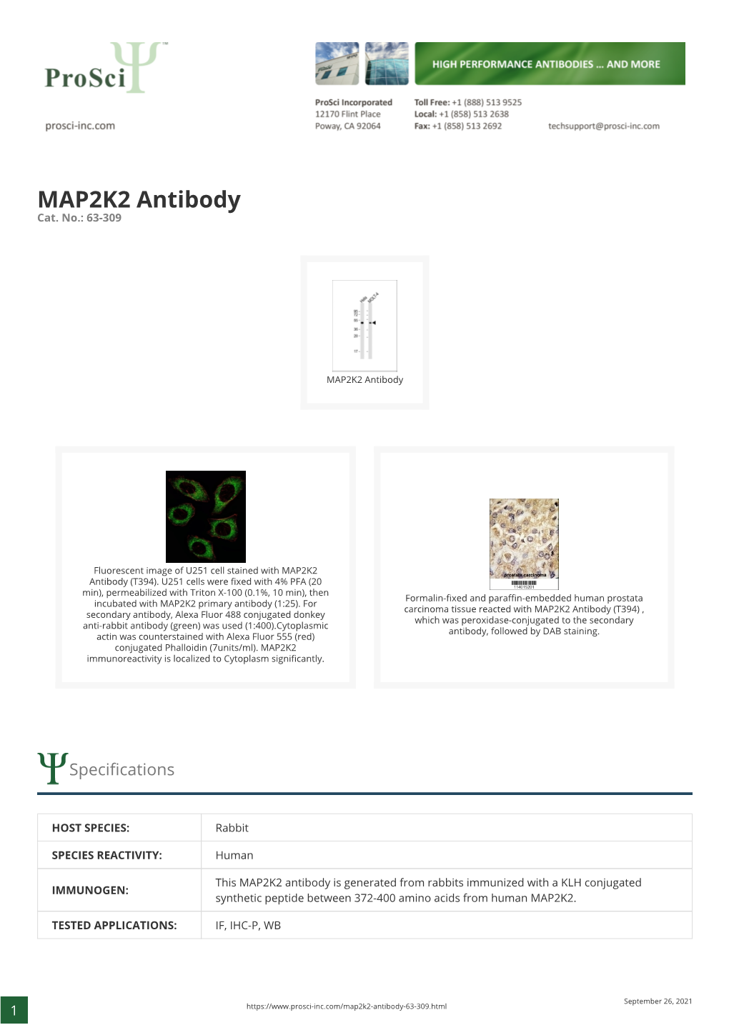 MAP2K2 Antibody Cat