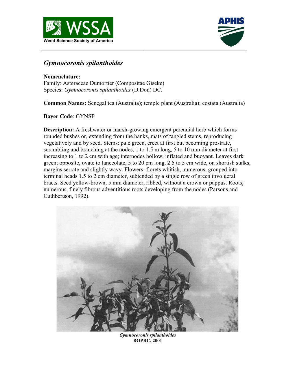 Fact Sheet for Gymnocoronis Spilanthoides