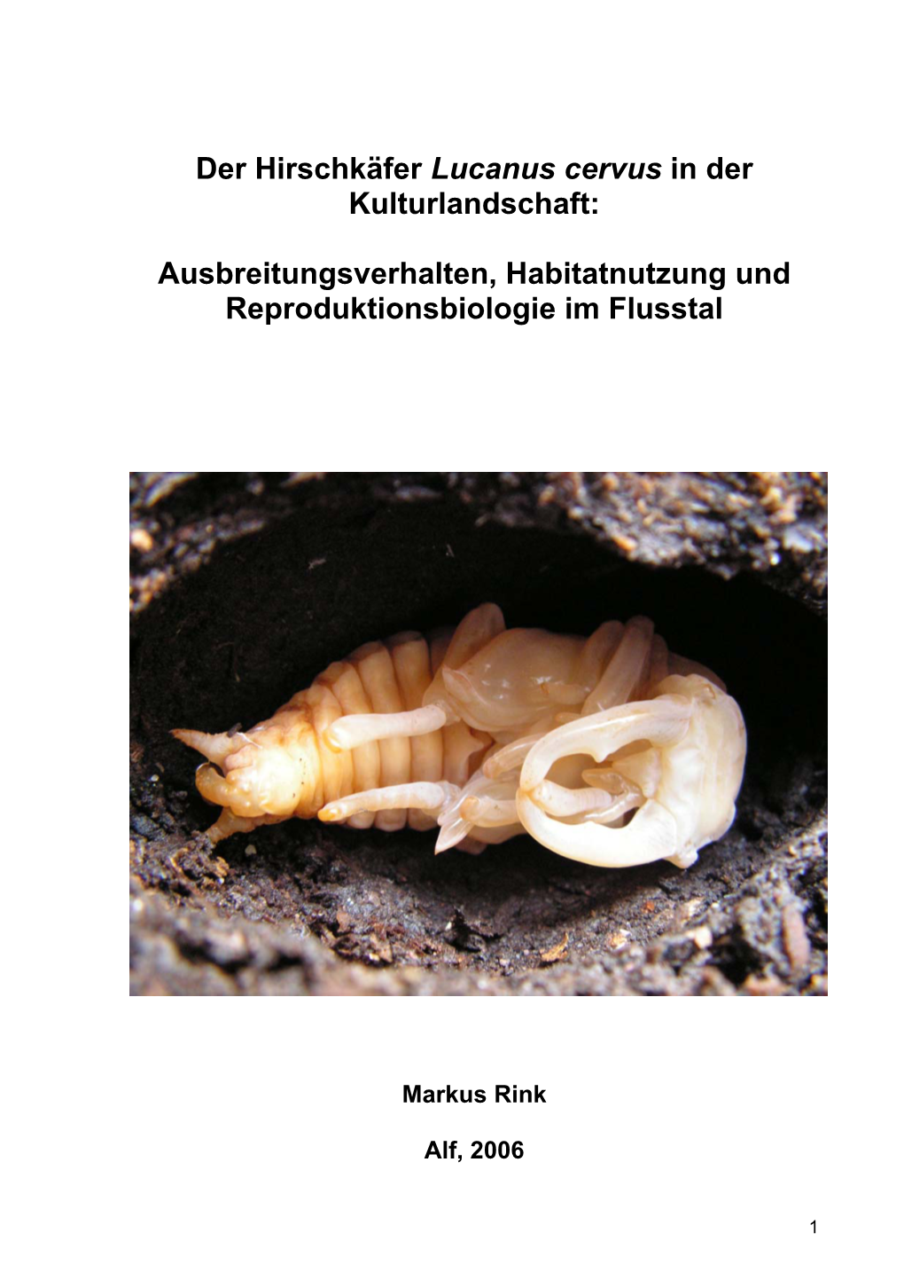 Der Hirschkäfer Lucanus Cervus in Der Kulturlandschaft