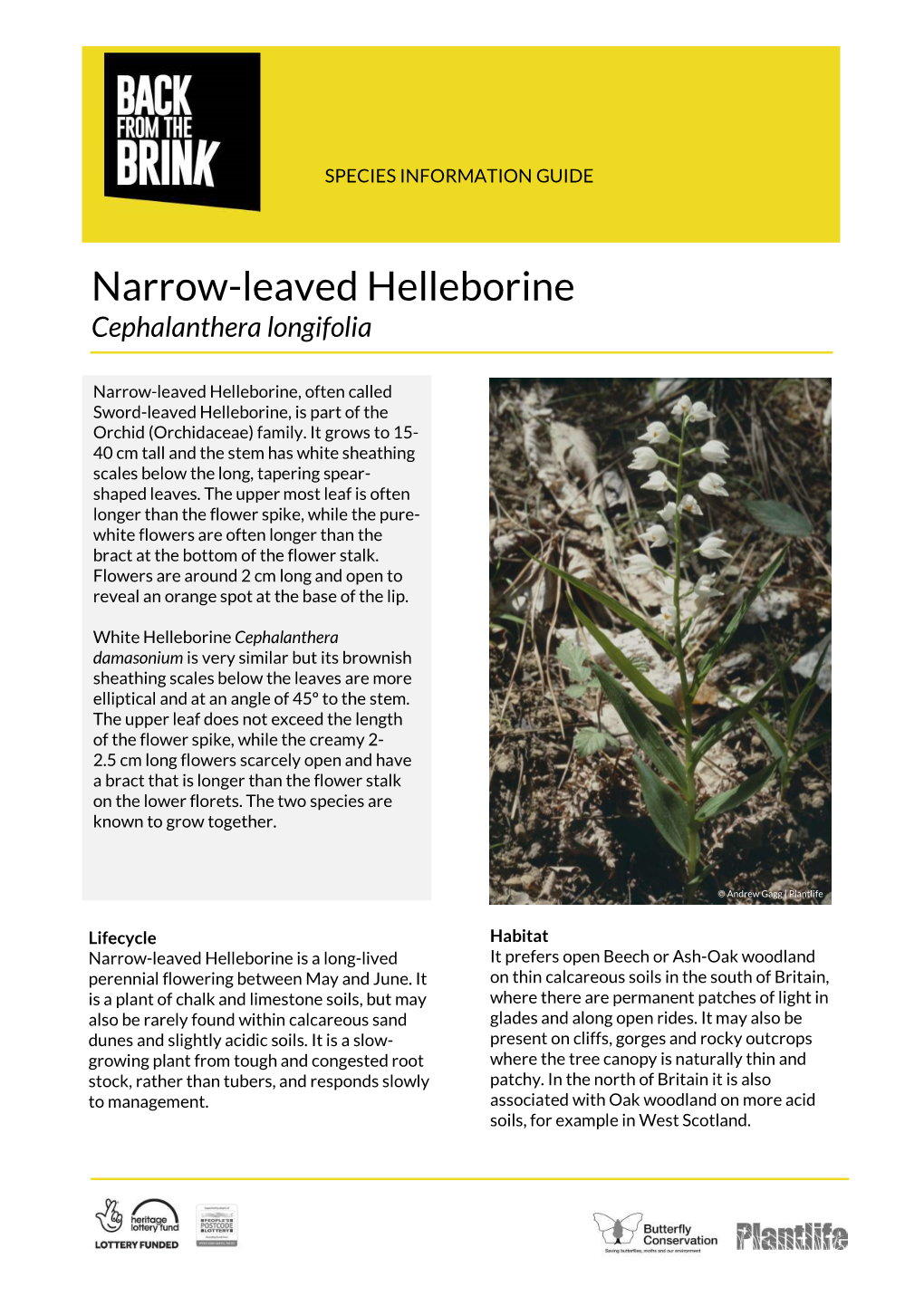 Narrow-Leaved Helleborine