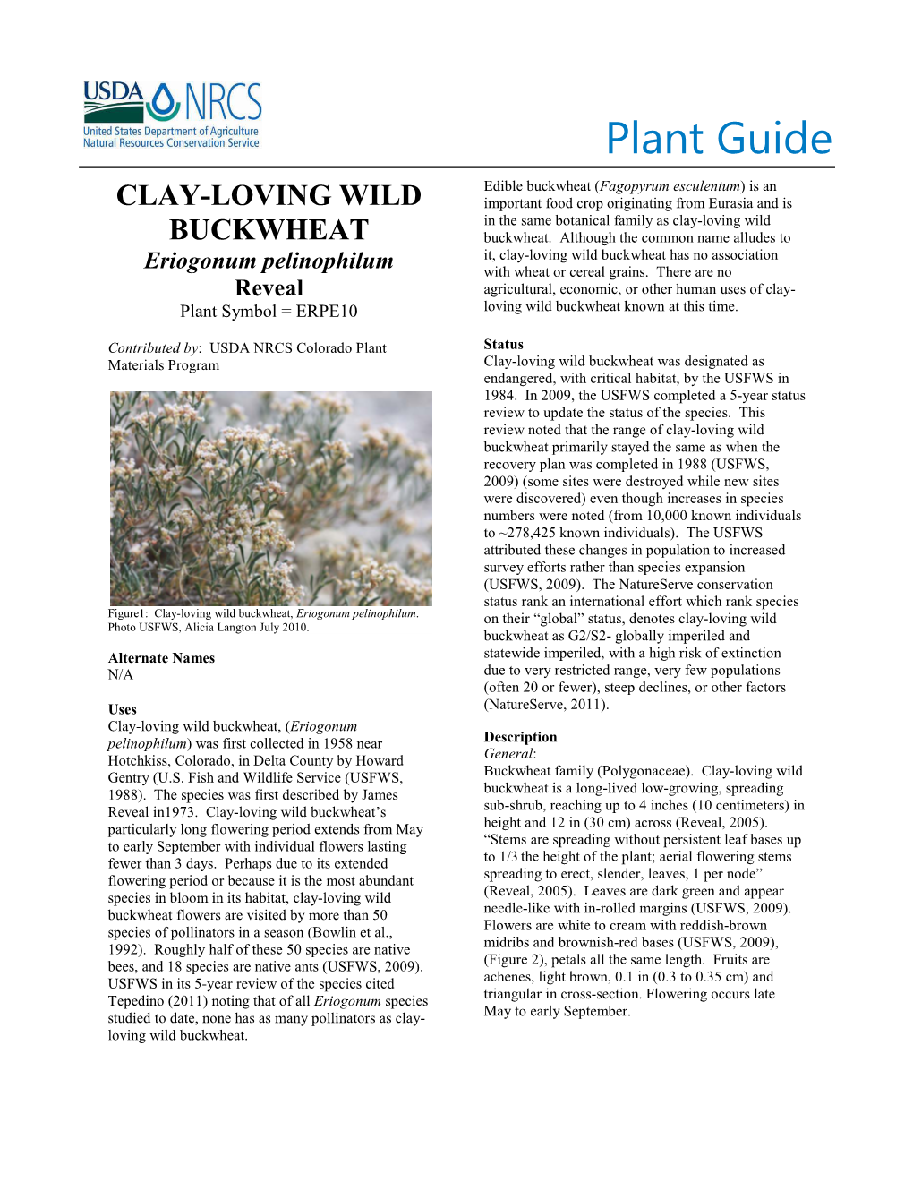 Clay-Loving Wild Buckwheat (Eriogonum Pelinohilum) Plant Guide