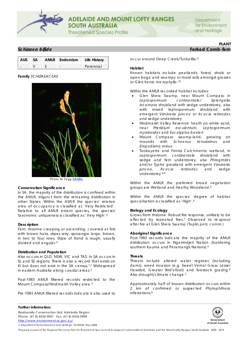 Schizaea Bifida Forked Comb-Fern