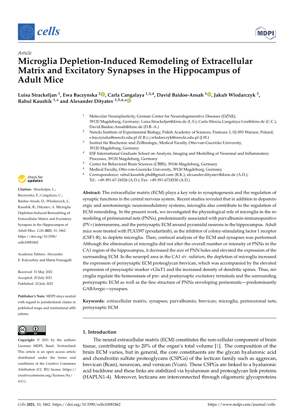 Microglia Depletion-Induced Remodeling of Extracellular Matrix and Excitatory Synapses in the Hippocampus of Adult Mice