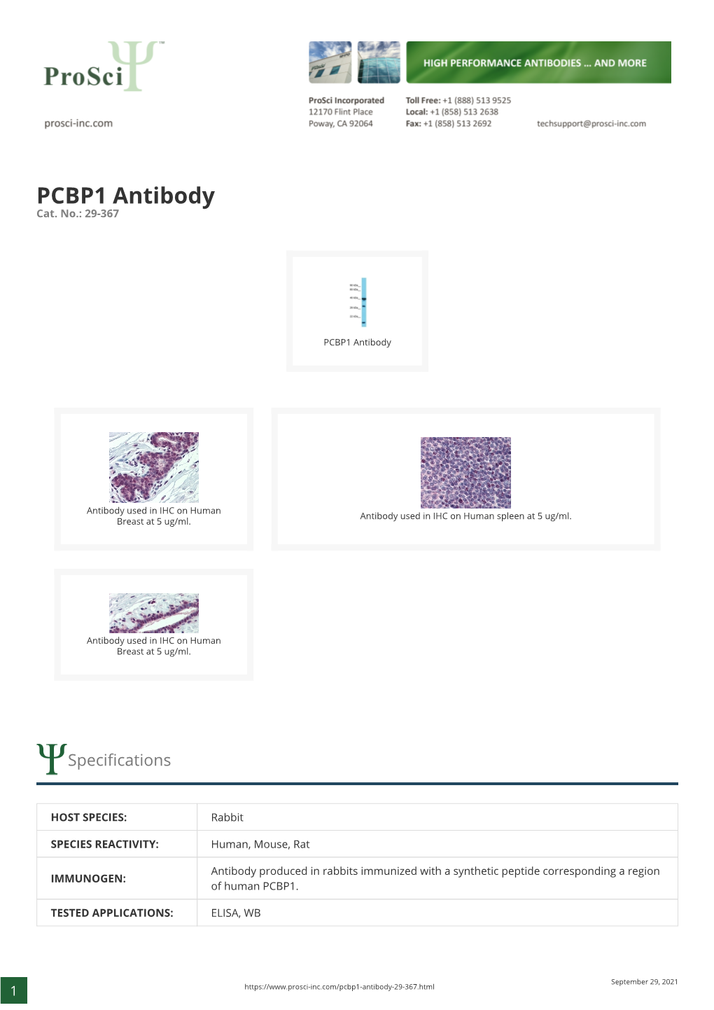 PCBP1 Antibody Cat