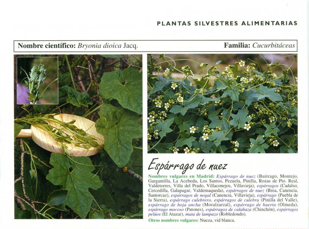 Nombre Científico: Bryonia Dioica Jacq. Familia: Cucurbitáceas