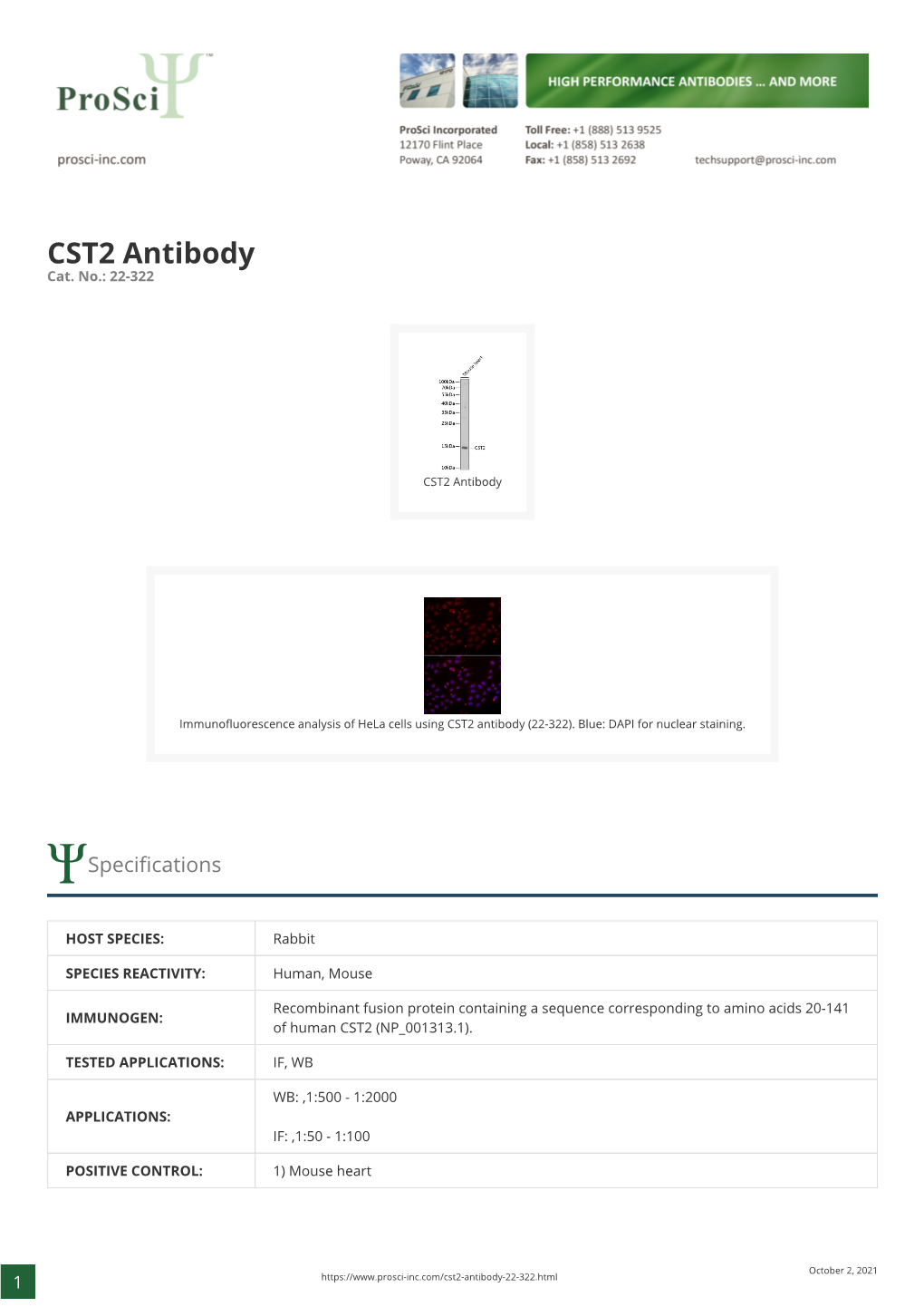 CST2 Antibody Cat