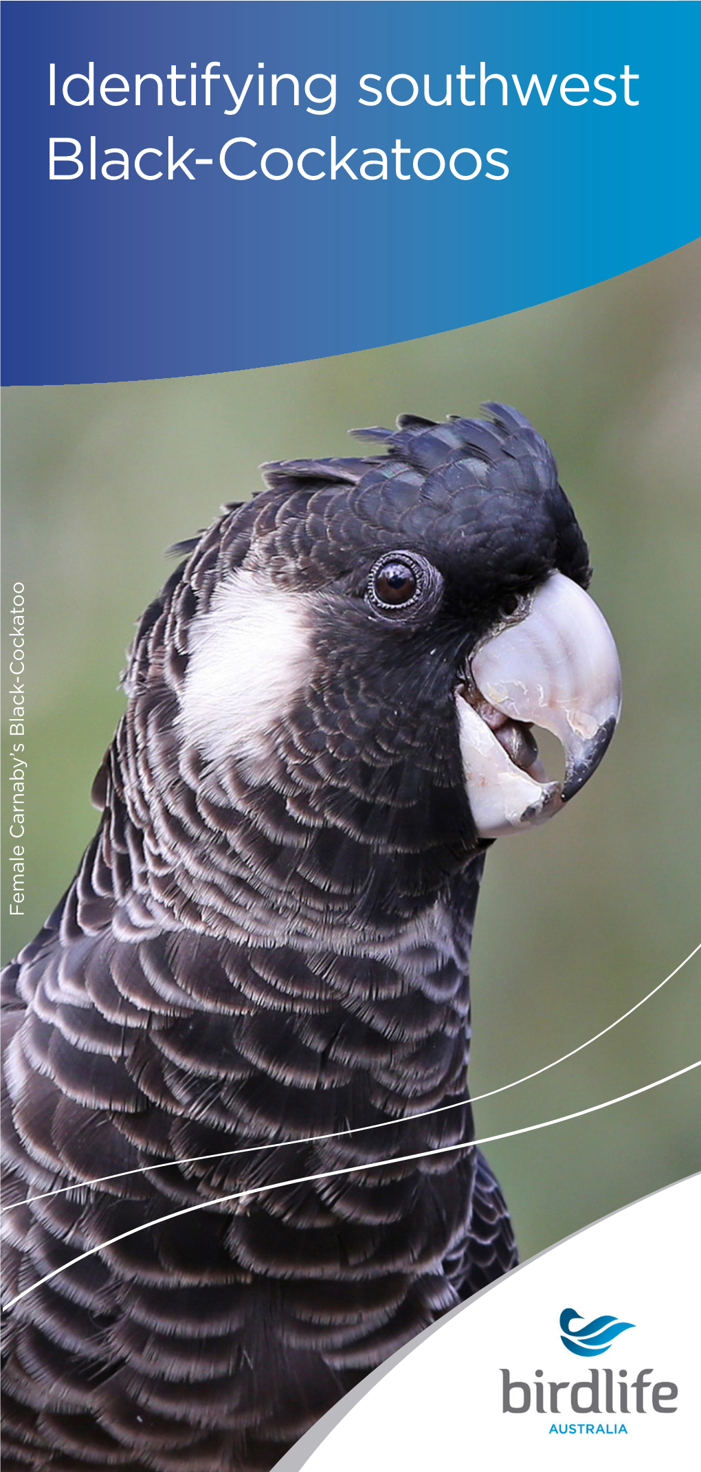 Identifying Southwest Black-Cockatoos