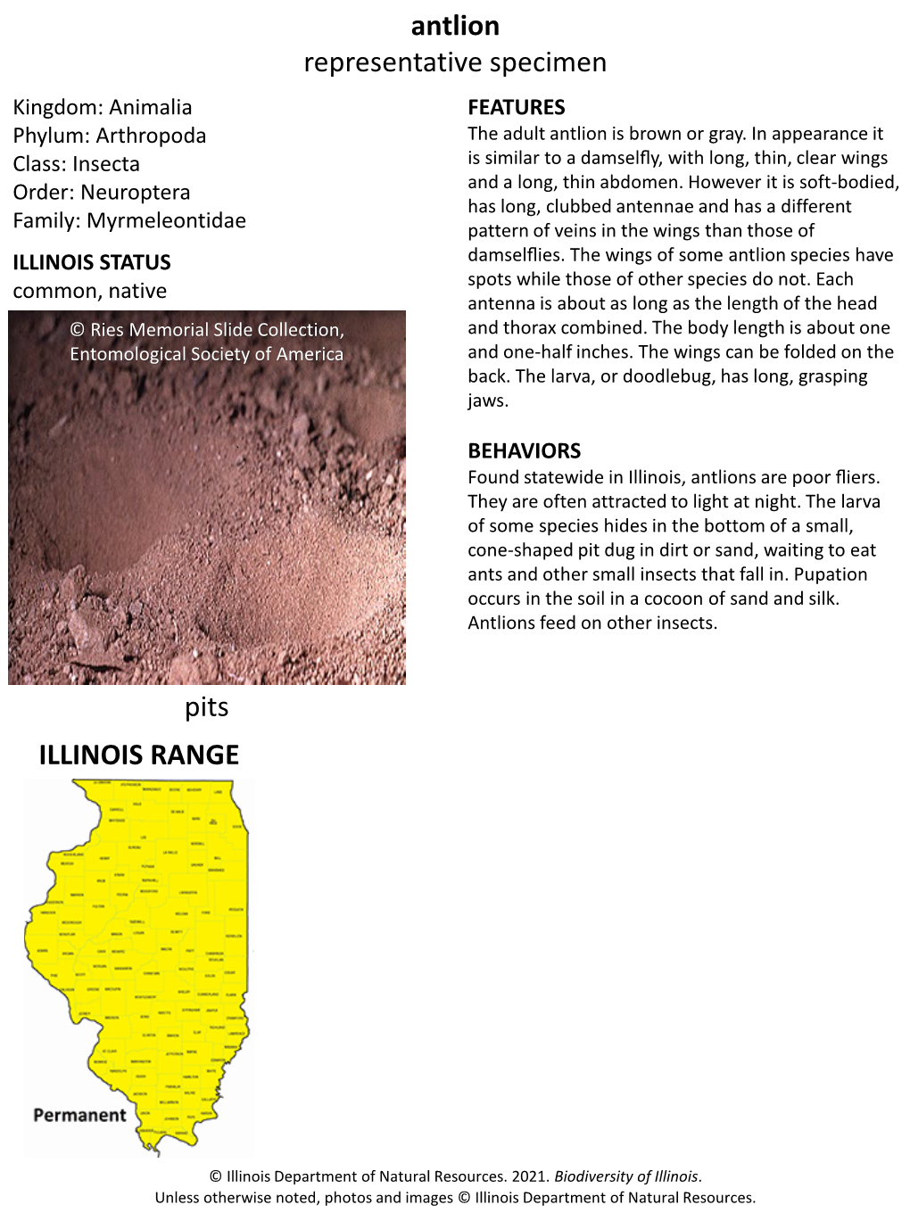 Antlion Representative Specimen Kingdom: Animalia FEATURES Phylum: Arthropoda the Adult Antlion Is Brown Or Gray