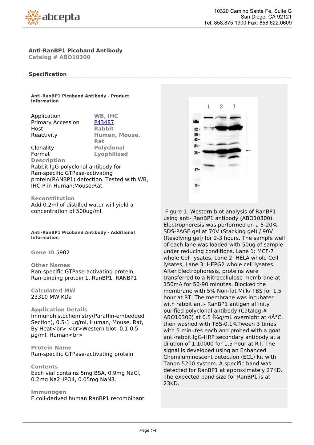Anti-Ranbp1 Picoband Antibody Catalog # ABO10300