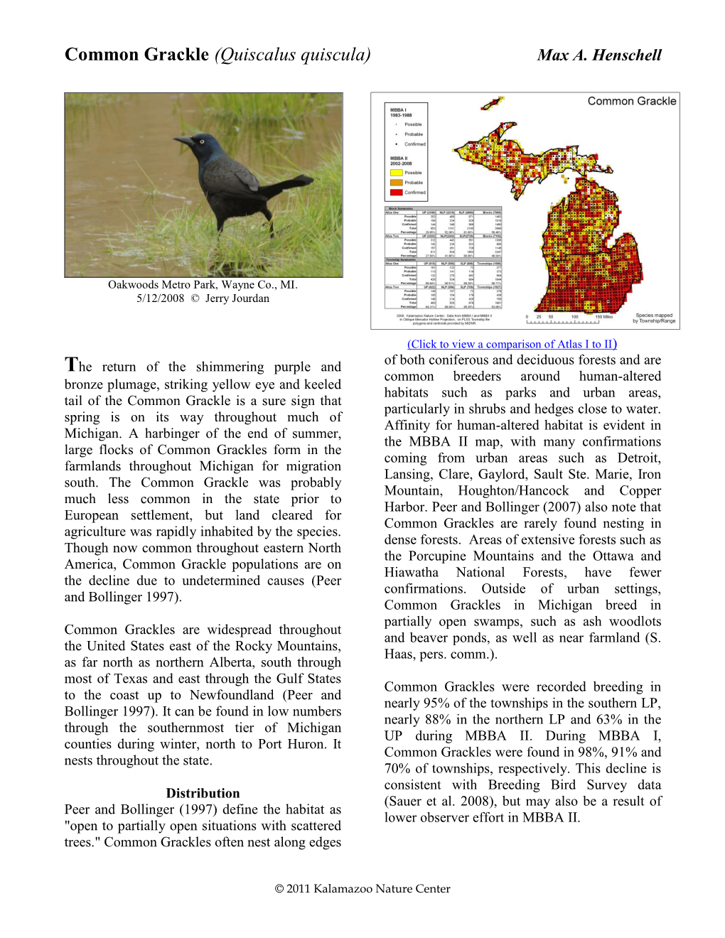 Common Grackle (Quiscalus Quiscula) Max A