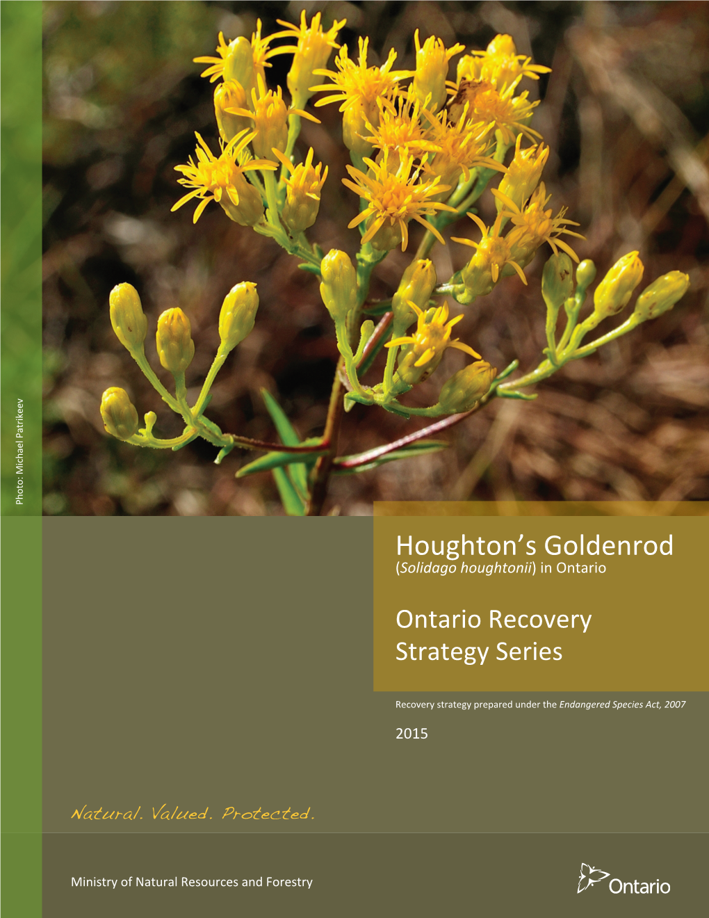 Houghton's Goldenrod Ontario Recovery Strategy