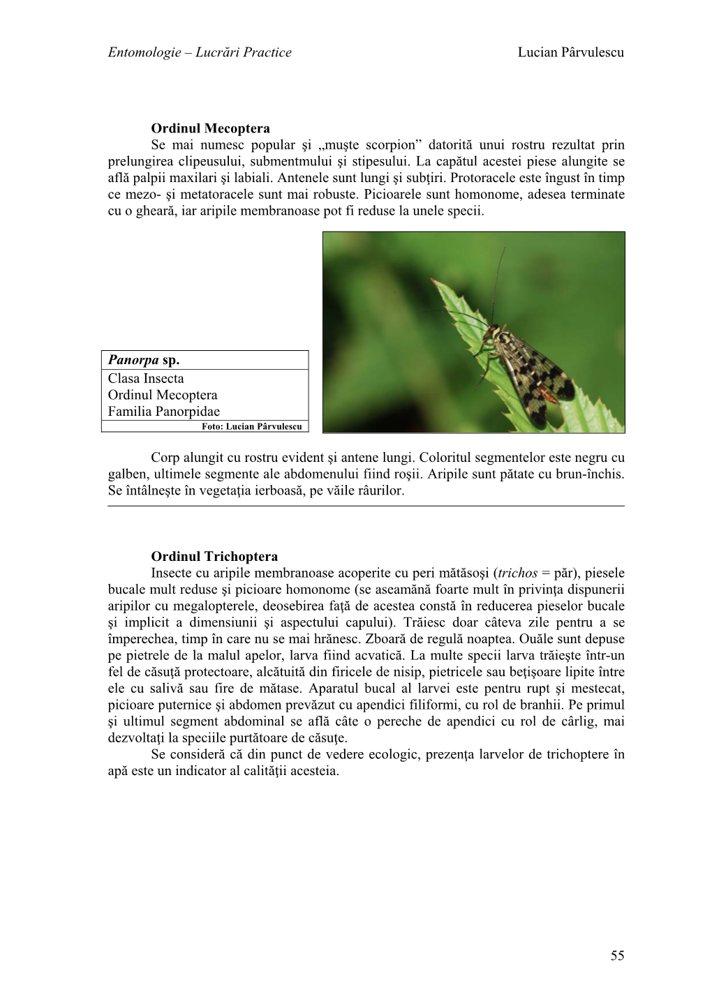 Entomologie – Lucrări Practice Lucian Pârvulescu 55 Ordinul Mecoptera